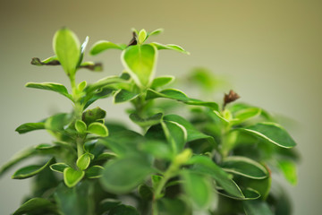 Green leaves in  small pot on wood table