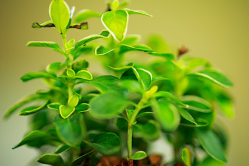 Green leaves in  small pot on wood table