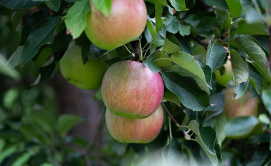 apple tree