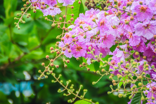 Beautiful purple flower of Lagerstroemia speciosa (giant crape-myrtle, Queen's crape-myrtle, banaba plant for Philippines, or Pride of India), species of Lagerstroemia native to tropical southern Asia