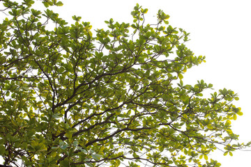Green leaves on white background.This has clipping path