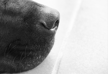 Details of a Labrador’s Nose © Binikins