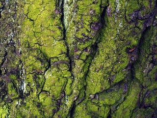 Old tree bark with green moss and crack on the texture 