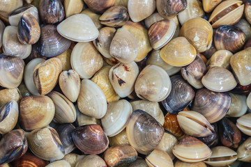Fresh enamel venus shell (Meretrix lyrata) for sale at the seafood market. Meretrix is a genus of edible saltwater clams, marine bivalve molluscs in the family Veneridae, the Venus clams.