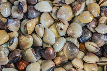 Fresh enamel venus shell (Meretrix lyrata) for sale at the seafood market. Meretrix is a genus of edible saltwater clams, marine bivalve molluscs in the family Veneridae, the Venus clams.