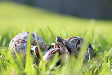 Tomando el sol (Python sp.)