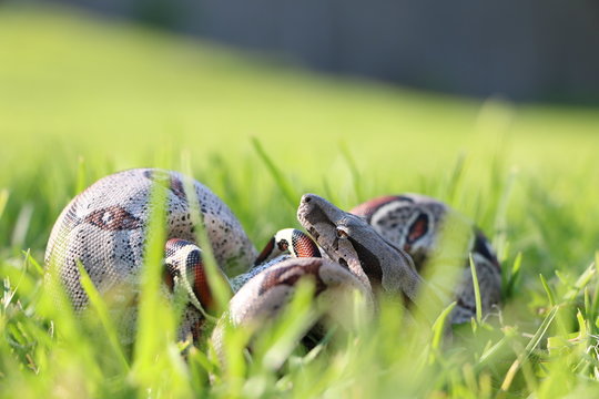 Tomando el sol (Python sp.)