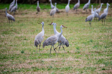 A flock of Sandhill Cranes dancing around each other in an open field.