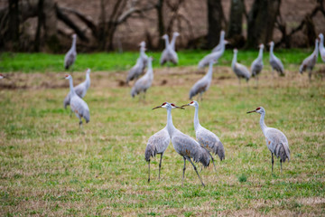 Obraz na płótnie Canvas A flock of Sandhill Cranes dancing around each other in an open field.