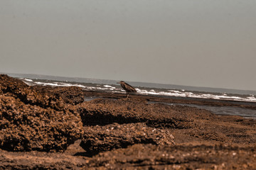 pajaro 