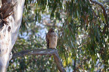 Hawk perched in eucalyptus tree