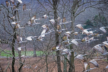A flock of Sandhill Cranes taking off to fly.