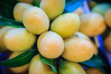Plango fruit or Marian Plum, famous tropical fruit in Thailand for sale. Tropical fruit Marian plum, Plango, Maprang or Mayongchid (Bouae bumanica Griff)
