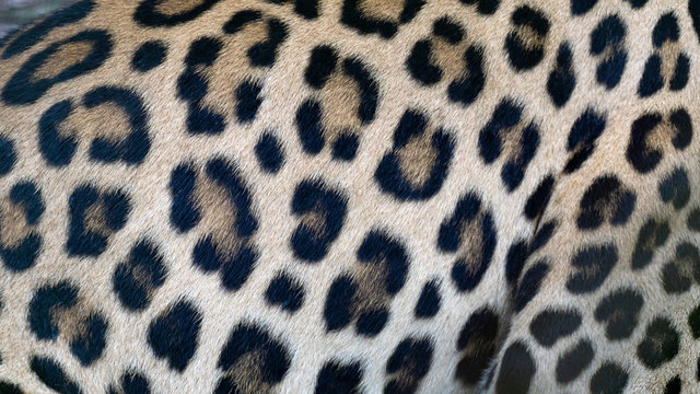 Beautiful Leopard skin texture background natural pattern, Blank for design.