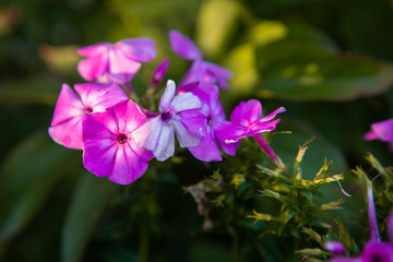 beautiful flowers in the yard close-up