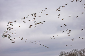 A flock of Sandhill Cranes flying in the sky.