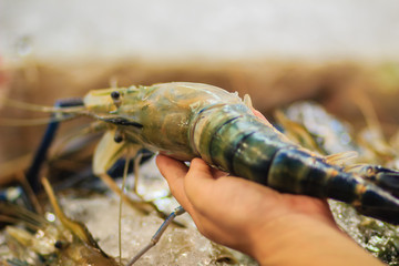 Extra large size of giant malaysian prawn (Macrobrachium rosenbergii) also known as the giant river prawn or giant freshwater prawn, is a commercially important species of palaemonid freshwater prawn