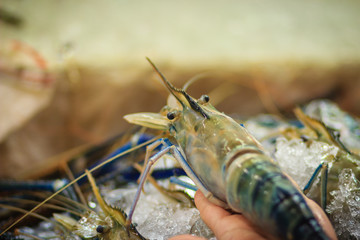 Extra large size of giant malaysian prawn (Macrobrachium rosenbergii) also known as the giant river prawn or giant freshwater prawn, is a commercially important species of palaemonid freshwater prawn