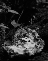 Nopal muerto