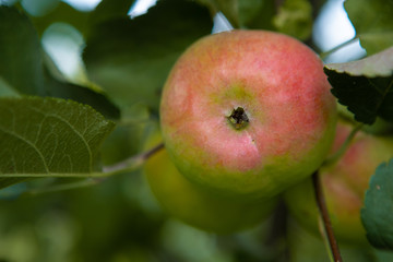 ripe apples on Apple tree