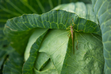 locusts on cabbage