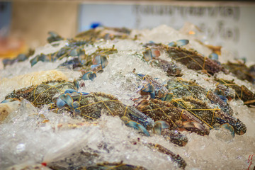 Extra large size of Portunus pelagicus, also known as the flower crab, blue crab, blue swimmer crab, blue manna crab or sand crab, rajungan in Indonesian, and alimasag in Tagalog. Blue crab for sale.