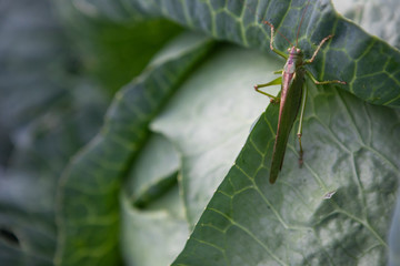 locusts on cabbage