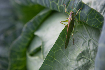 locusts on cabbage
