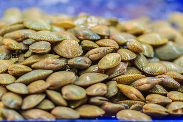 Surf clam (Paratapes undulatus) for sale at the seafood market, common name undulate venus, is a species of saltwater clam, a marine bivalve mollusk in the family Veneridae, the Venus clams.