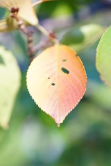 桜の紅葉