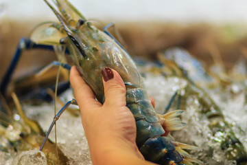 Extra large size of giant malaysian prawn (Macrobrachium rosenbergii) also known as the giant river prawn or giant freshwater prawn, is a commercially important species of palaemonid freshwater prawn
