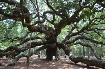 tree in the park