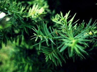 Green Christmas Tree, green branches full of needles, coniferous, close up