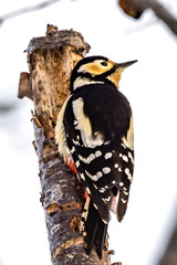 Black-rumped Flameback