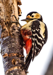 Black-rumped Flameback
