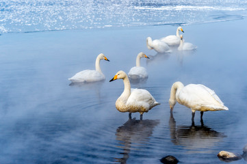 The Swan Lake