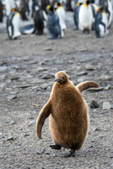 Fluffy King Penguin chick walking on the beach with adult King Penguins in the background, Salisbury Plain, South Georgia Islands © knelson20