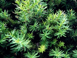 Green Christmas Tree, green branches full of needles, coniferous, close up