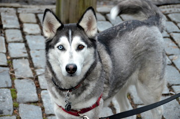 siberian husky