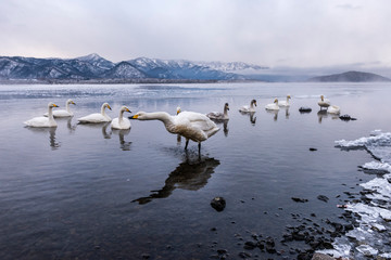 The Swan Lake
