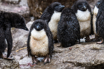 Very wet Rockhopper Penguin chicks in the rain and mud, Falkland Islands © knelson20