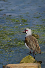 Colorful Southern Lapwing bird standing in water with seaweed and rocks, Ushuaia, Argentina