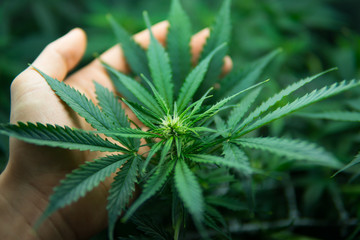 Medicinal indica with CBD. Green background of leaves. In door grow hemp. Legal Marijuana...