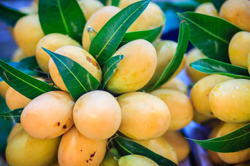 Plango fruit or Marian Plum, famous tropical fruit in Thailand for sale. Tropical fruit Marian plum, Plango, Maprang or Mayongchid (Bouae bumanica Griff)