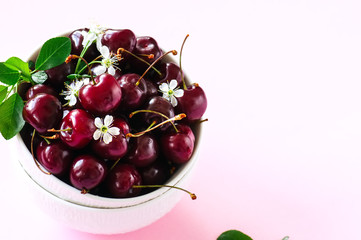 Fresh ripe cherries in a white bowl on a pink background.