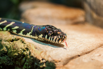 boelens python. Velvet colorful snake