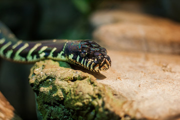 boelens python. Velvet colorful snake