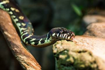 boelens python. Velvet colorful snake