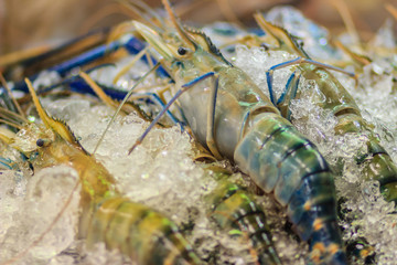 Extra large size of giant malaysian prawn (Macrobrachium rosenbergii) also known as the giant river prawn or giant freshwater prawn, is a commercially important species of palaemonid freshwater prawn