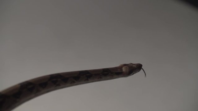 Long snake head. Studio shot in super slow motion